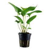 101D Anubias gracilis